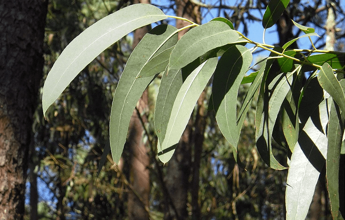 Lemon Eucalyptus